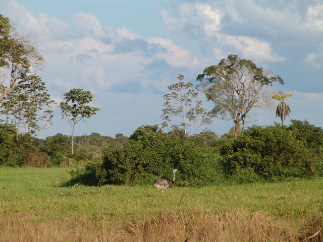 Emu of the savannas