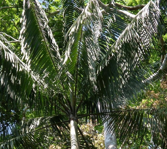 Beauty in the sun - Asai palm tree
