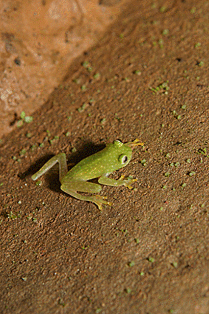 One of various types of frogs to see during your visit